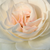Fehér - Virágágyi floribunda rózsa - Szent Margit